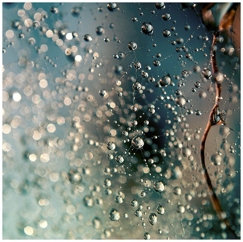 паутинаphoto preview