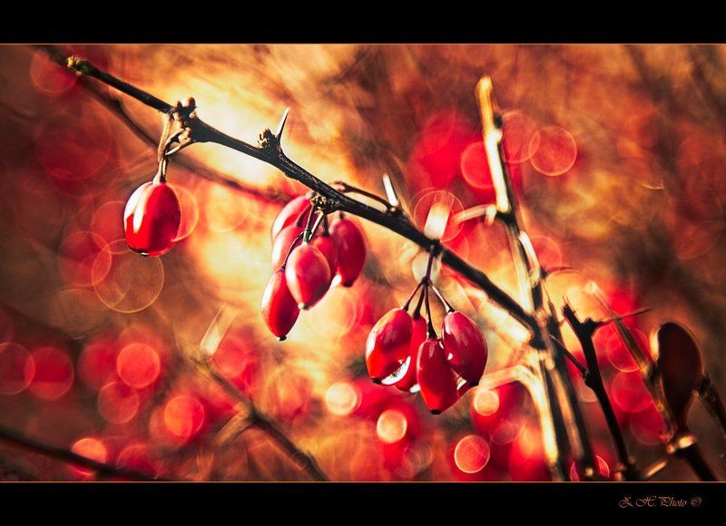 berries, red, golden, shrub, torns, bokeh Red berries on bokehphoto preview