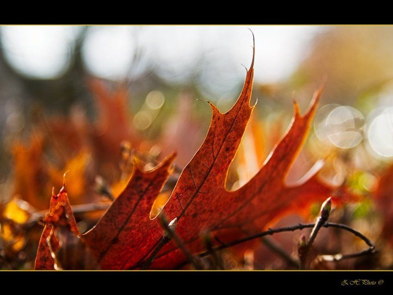 leaf, dry, brown, orange, bokeh, fingers, shrub Leaf fingersphoto preview