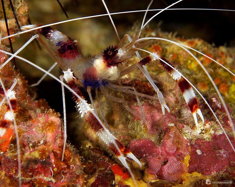 underwater, shrimp, boxer Boxerphoto preview