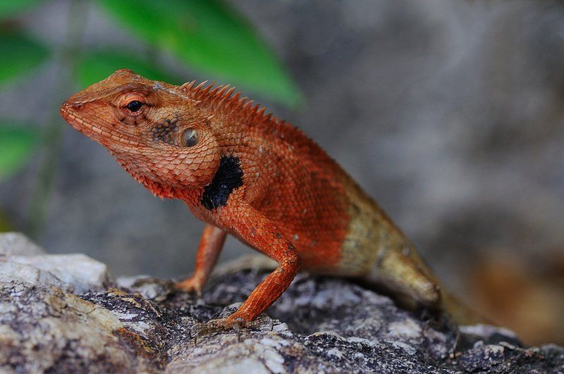 Ящерphoto preview