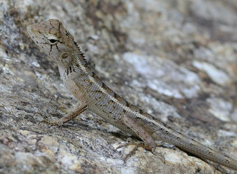 Скромницаphoto preview