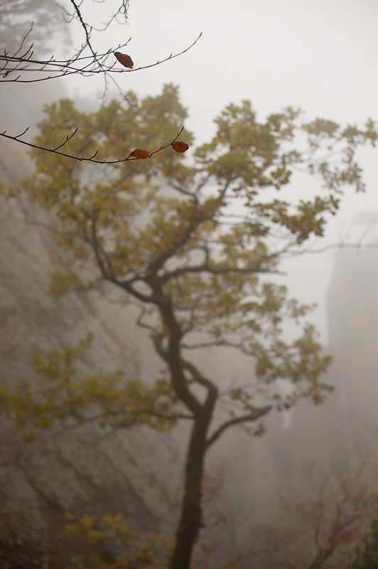 крым, украина, демерджи, туман, дерево, Скрыто в туманеphoto preview