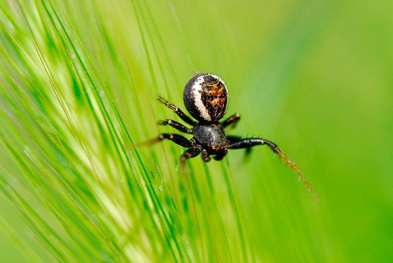 паукphoto preview