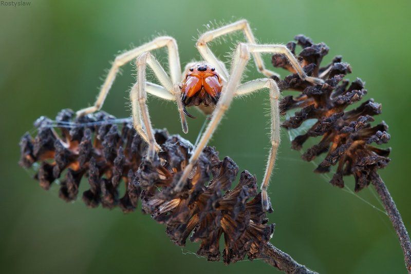 ростислав, макро, 100мм Хищникphoto preview