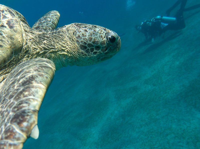 Черепахи Абу Дабаб, Марса Алам, Египетphoto preview