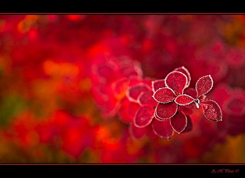 leaves, red, frost, shrub, branch Morning frostphoto preview
