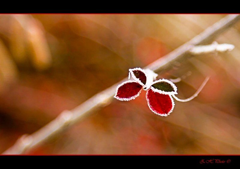 butterfly, red, green, false, frozen, leaves False butterflyphoto preview