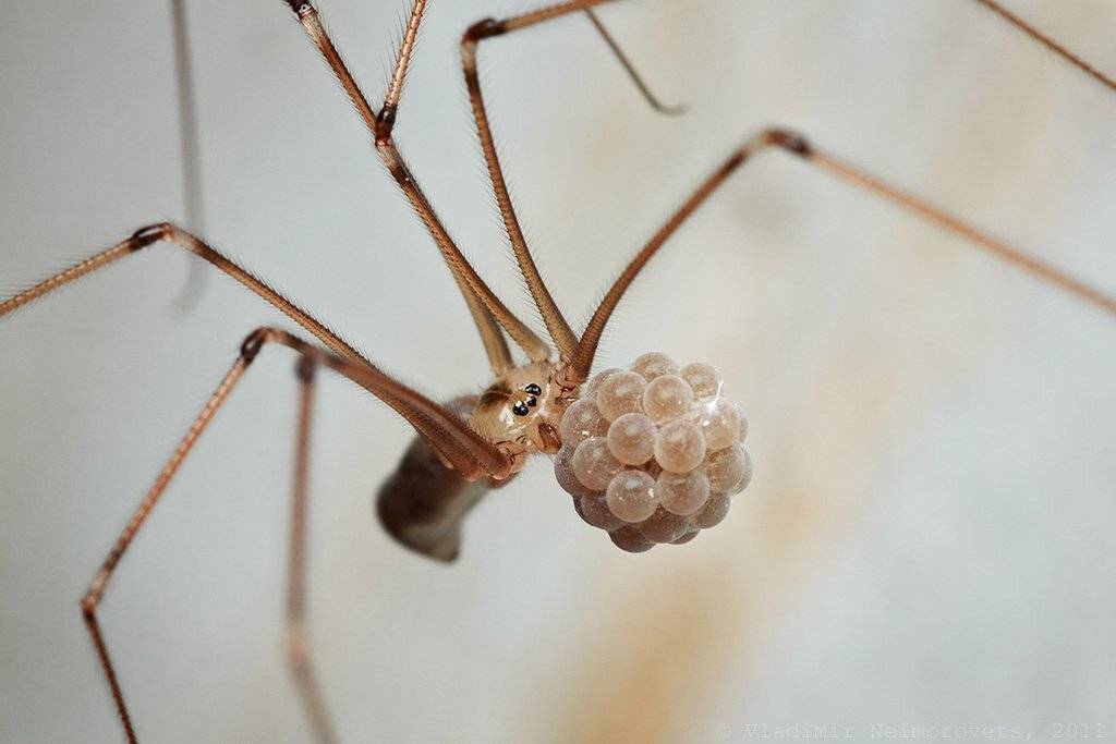 краснодарский край, северский район, северо-западный кавказ, norh-west caucasus, krasnodar territory, pholcus opilionoides, паук, spider, aranei, Vladimir Neimorovets