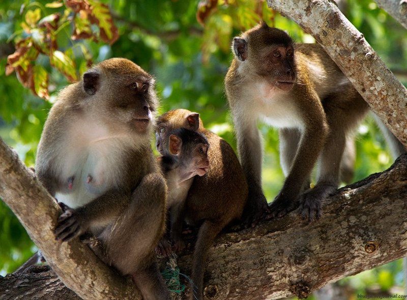 многодетная семьяphoto preview