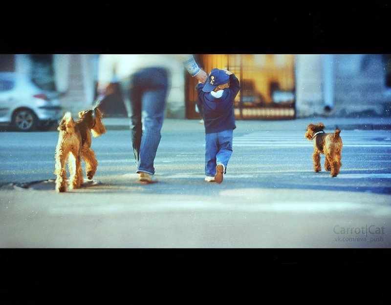 carrotcat ***photo preview