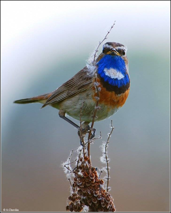 варакушка,самец, Александр Чувилин