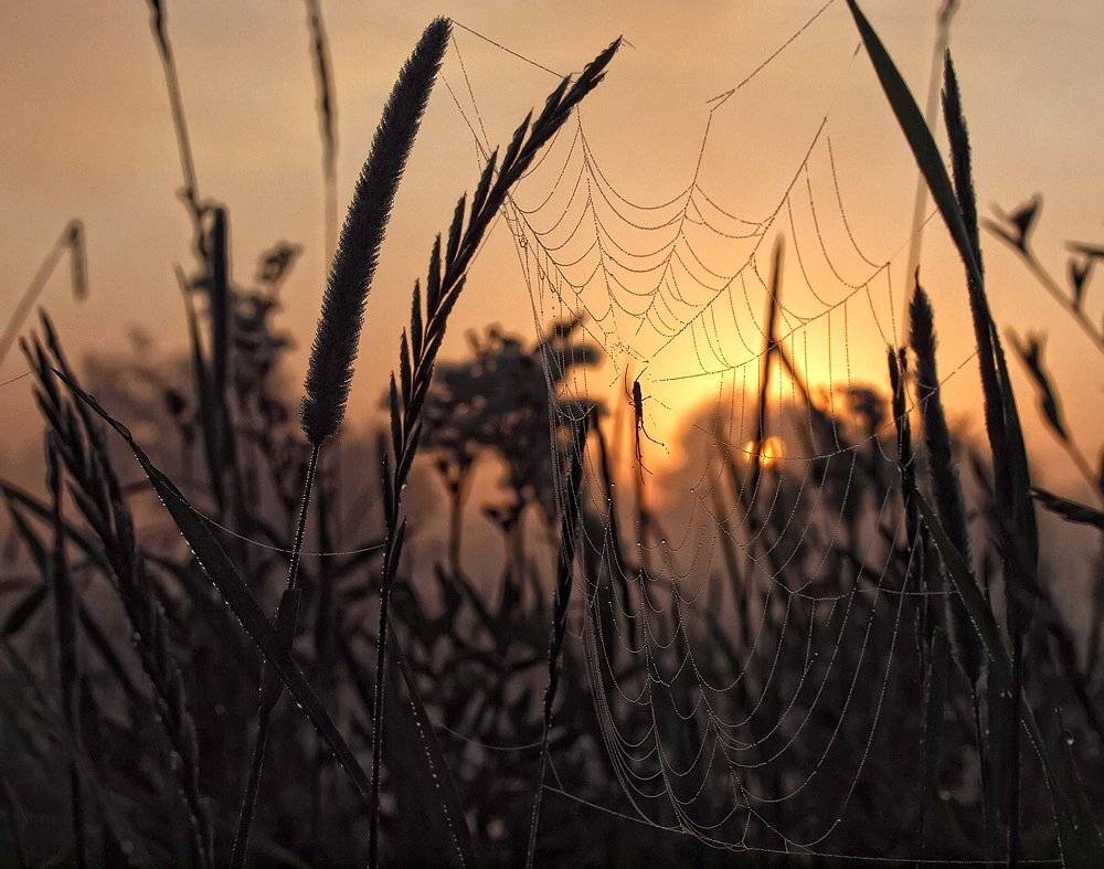 , Марина Брыдня