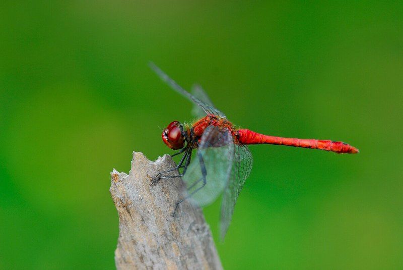 Стрекозаphoto preview