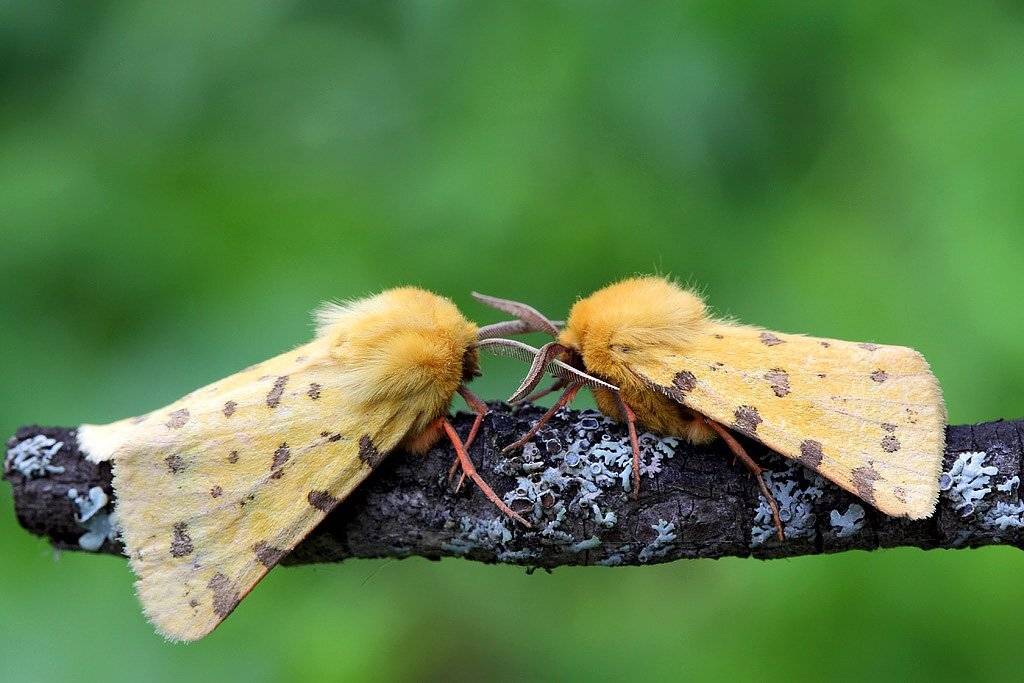 ночные, бабочки, Сергей Таланов