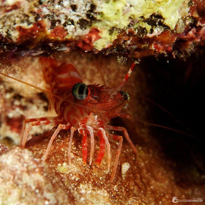 shrimp, underwater, similan islands, red Глазастыйphoto preview