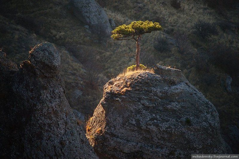 стойкость, дерево, демерджи, крым, украина, туризм Стойкостьphoto preview