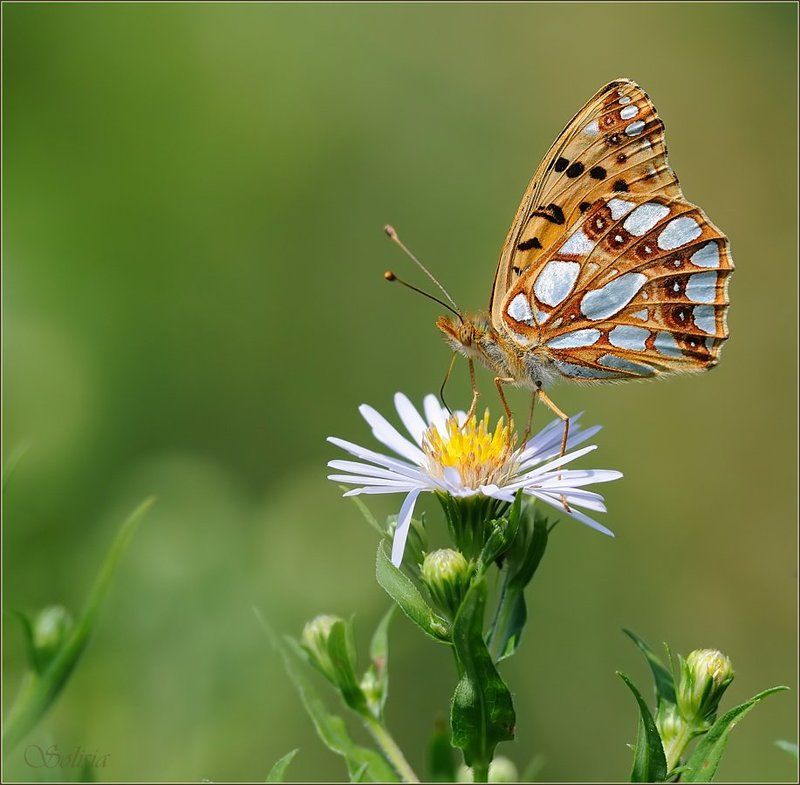 макро, природа, бабочка, насекомое, перламутровка полевая, issoria lathonia Перламутровка полеваяphoto preview