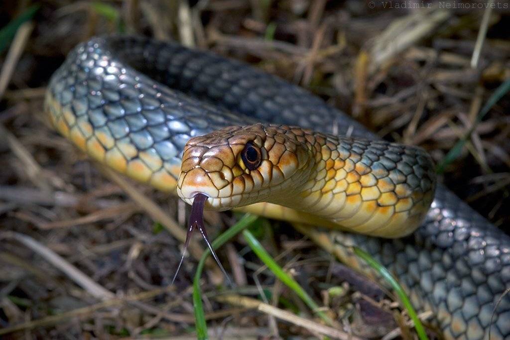 Hierophis caspius. Автор: Vladimir Neimorovets краснодарский край, северский район, северо-западный кавказ, norh-west caucasus, krasnodar territory, hierophis caspius, желтобрюхий полоз, полоз, желтобрюх, Vladimir Neimorovets
