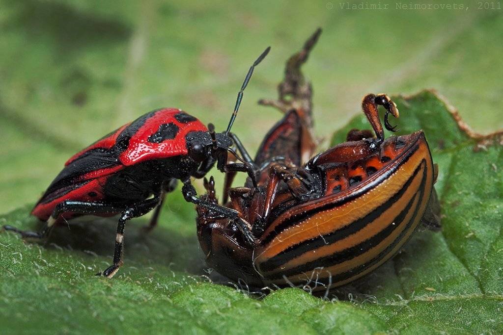 Американец против американца. Автор: Vladimir Neimorovets краснодарский край, северский район, северо-западный кавказ, norh-west caucasus, krasnodar territory, perillus bioculatus, leptinotarsa decemlineata, колорадский жук, Vladimir Neimorovets