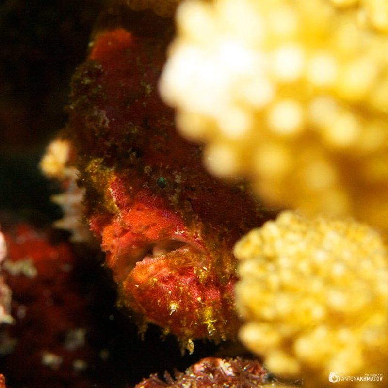 underwater, opsanus tau, fish, coral Кваphoto preview