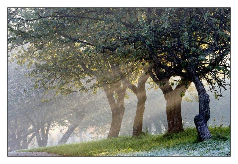 Туманное утроphoto preview