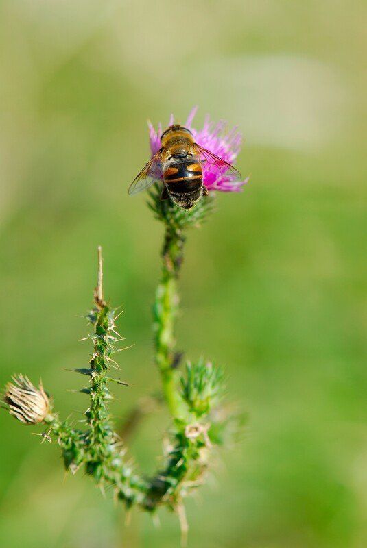 пчелыphoto preview