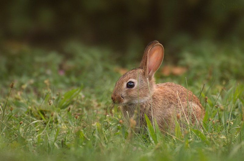Lepus europaeus-baby фото превью