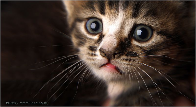 кот,котик, котикphoto preview