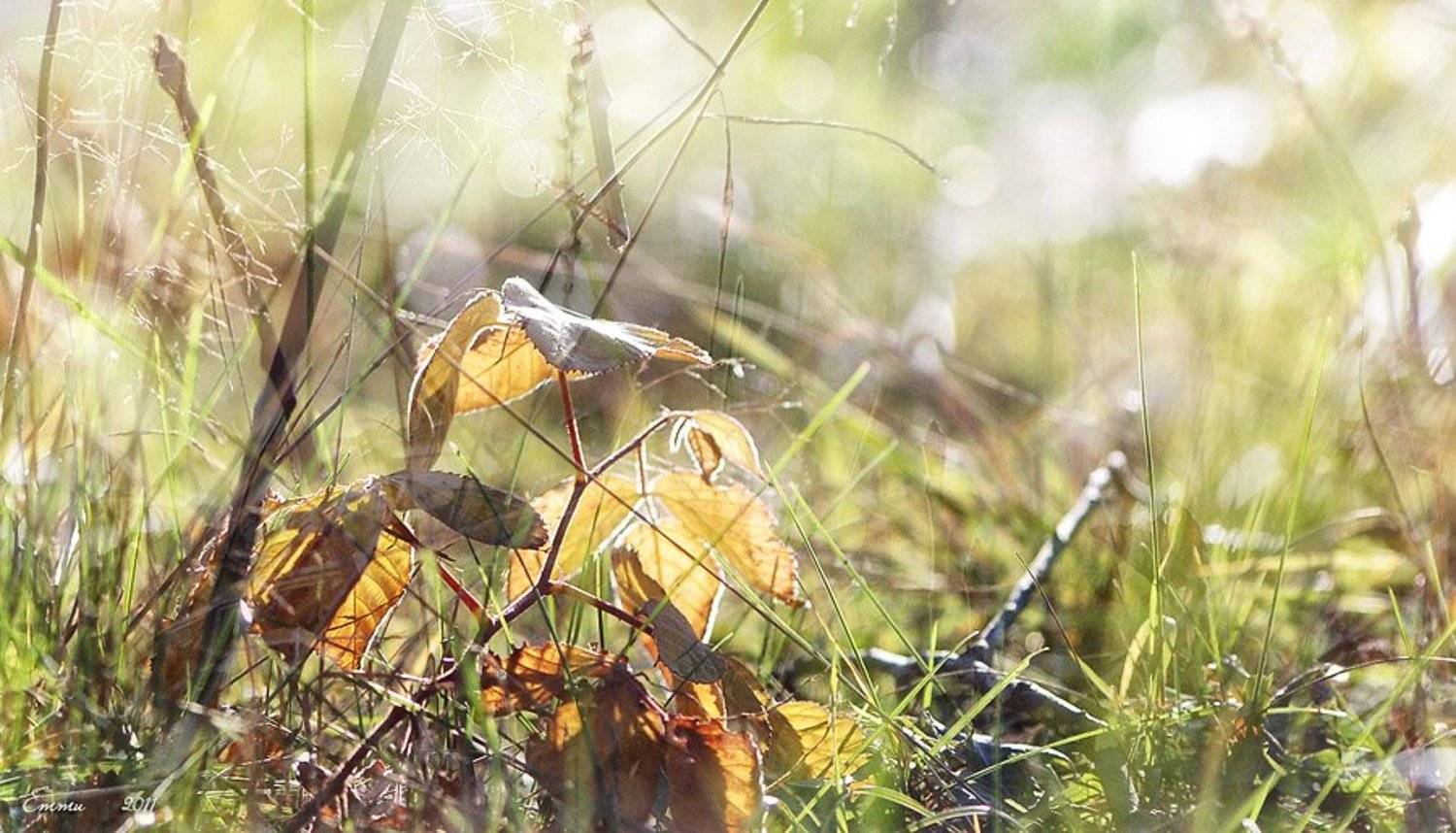 осень, лес, природа, етти