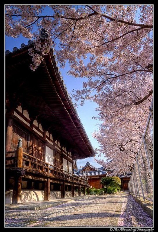 hdr, japan, temple, cherry, blossom Sakura Templephoto preview