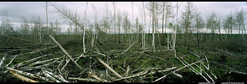 болото, болота, панорама, деревья Пейзаж Каменоугольного периодаphoto preview