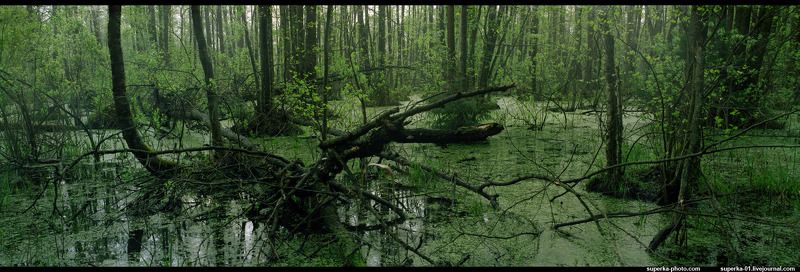 болото, деревья, весна Болотоphoto preview