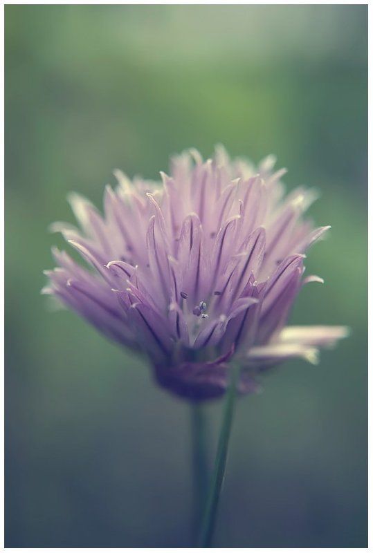 букетphoto preview