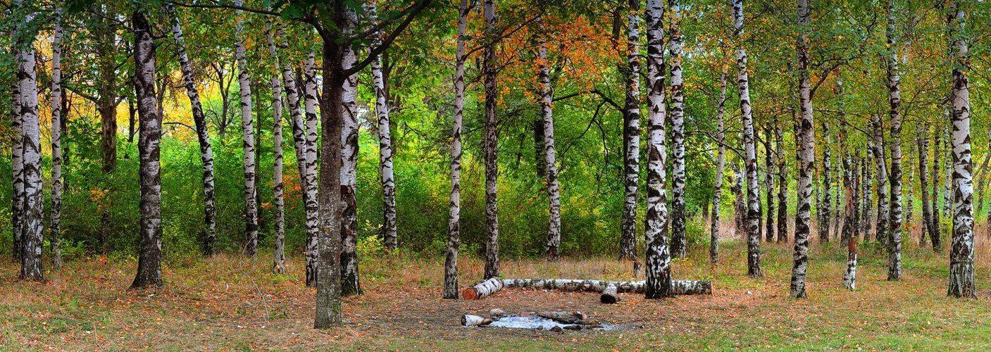 Про березы.... Автор: Serj Master березы, роща, деревья, панорама, Serj Master