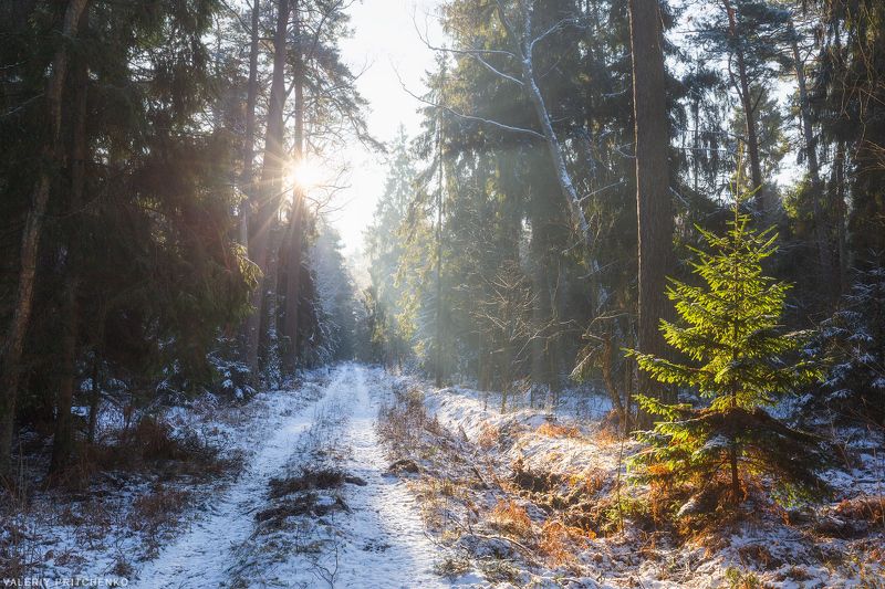 природа, зима, лес, куршская коса В лесу Куршской косы.photo preview