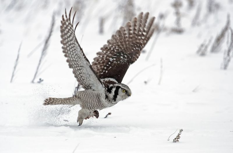 Про совуphoto preview