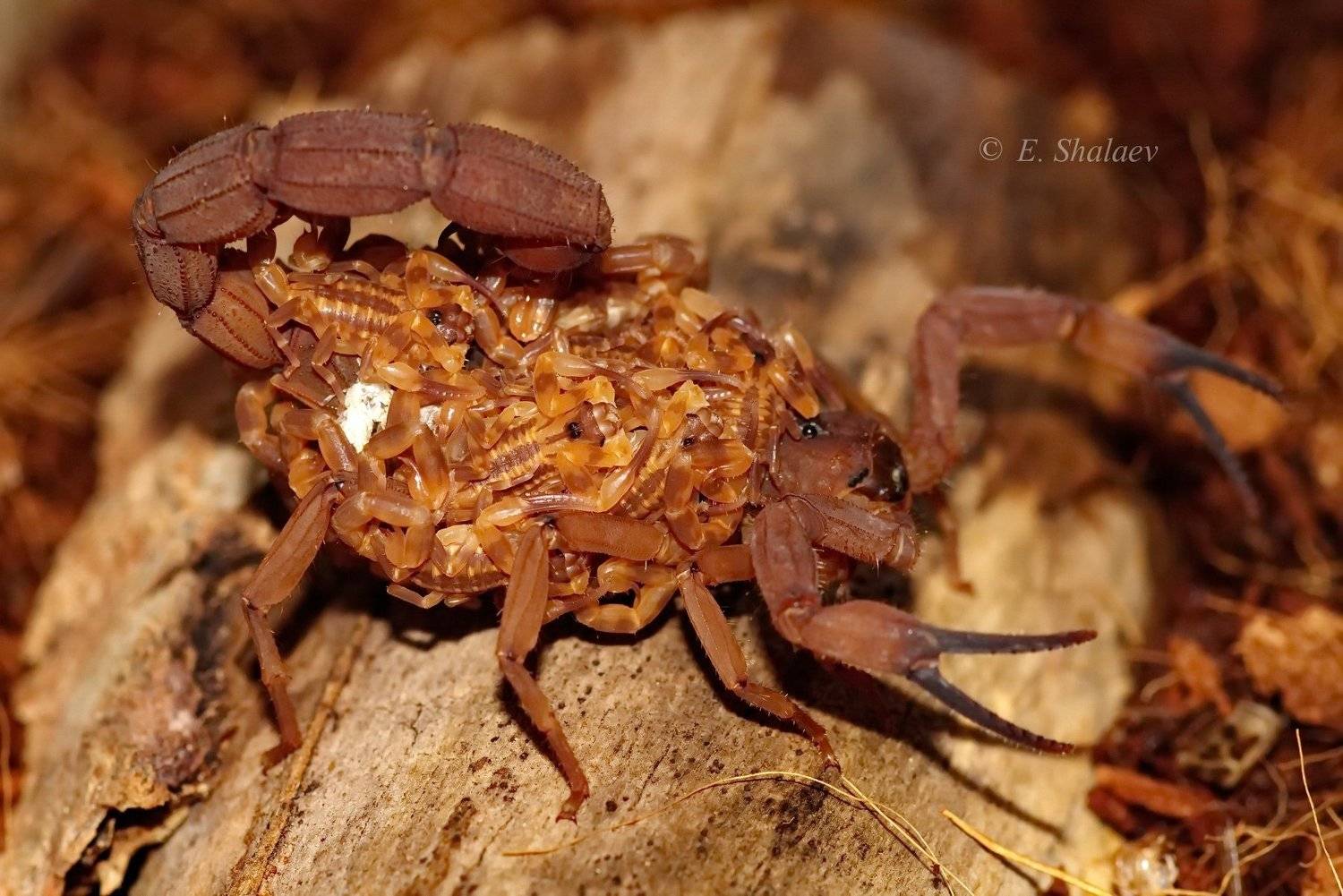 Мамы разные важны !. Автор: Евгений скорпион,parabuthus liosoma,скорпион парабутус лейосома, Евгений