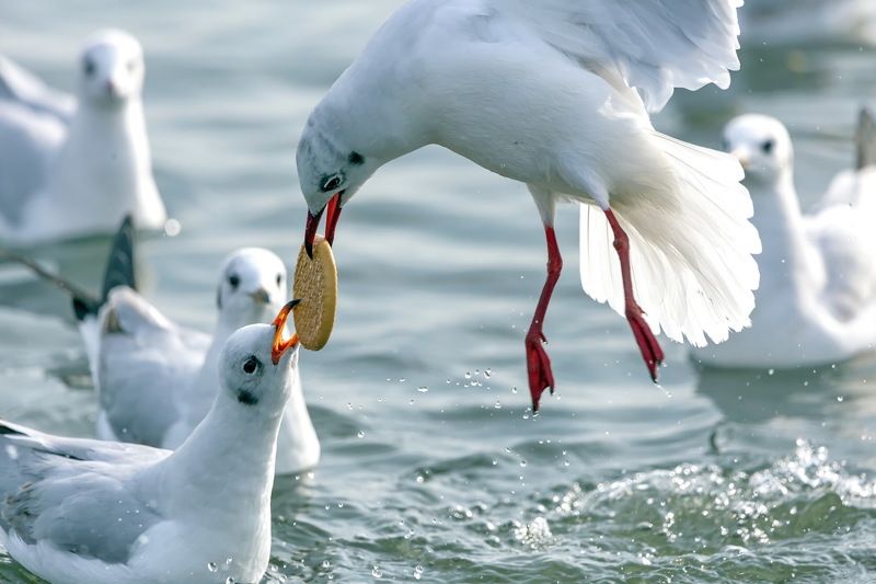 Деликатесphoto preview