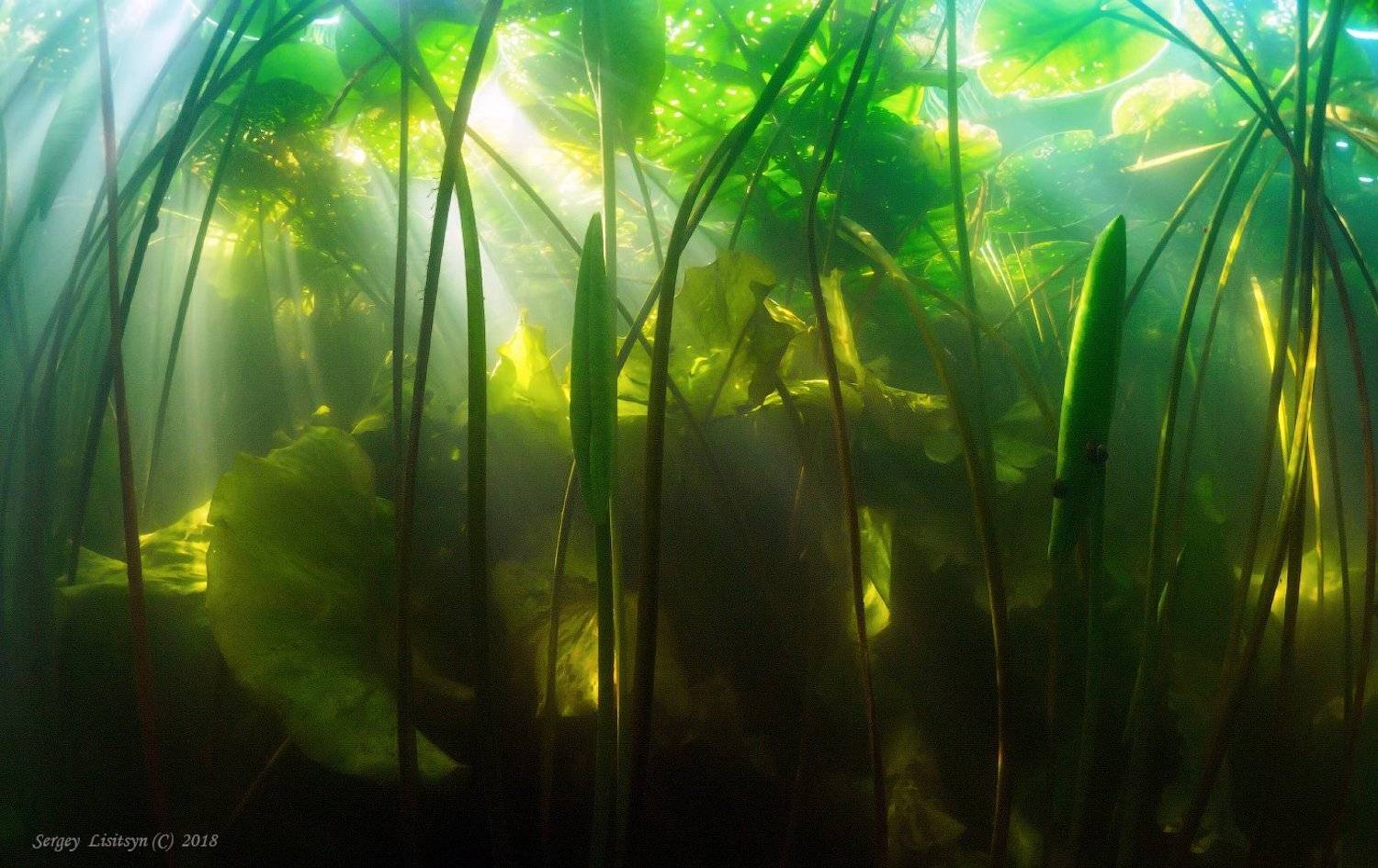 Обратная сторона реки.. Автор: Sergey Lisitsyn , Sergey Lisitsyn