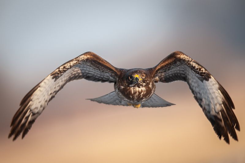 buzzard, hawk, wildlife, birds, Common buzzard (Buteo buteo)photo preview