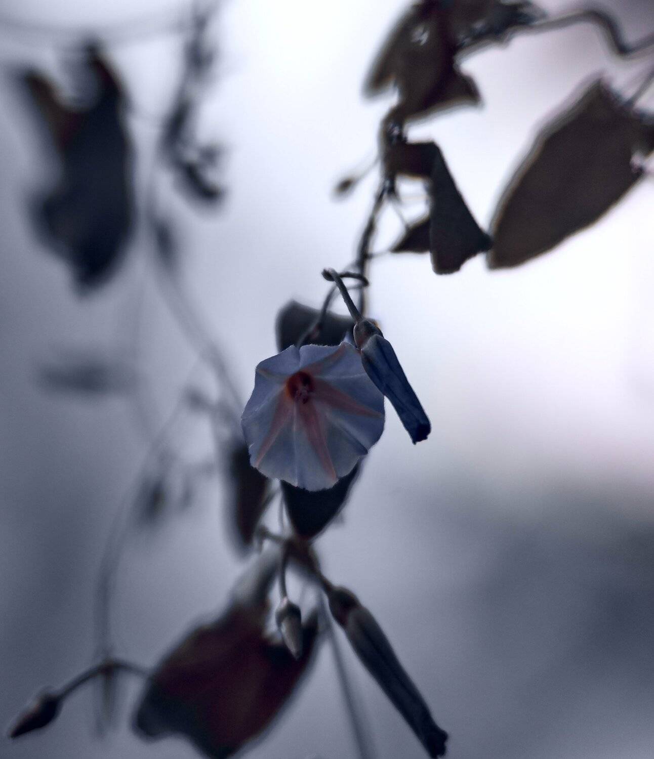 природа,беларусь,лето,цветы, Sixten ( Сергей )