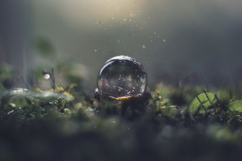 макро, макрофотография, макросъёмка, мох, лес, природа, капли Волшебный лесphoto preview