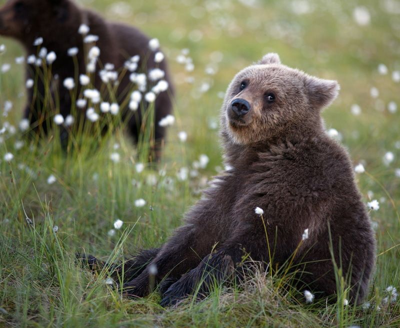 медвежата..дикая, природа., медвежья, семейка., карельский, медведь Медвежий мирphoto preview