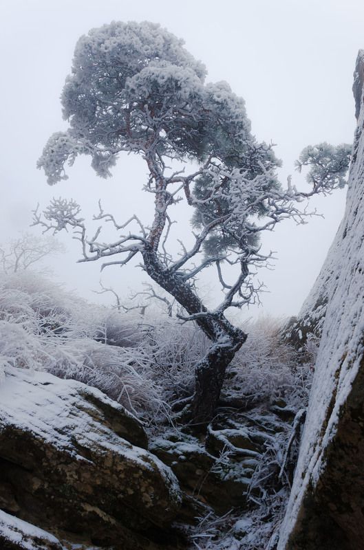 сарыкумские барханы, дагестанский заповедник, сосна, кривое дерево, иней, мороз, пронизывающий ветер, холод, январь, глубой, сумерки, зима, nikon d7000, nikkor 18-300 Проклятая колдуньяphoto preview
