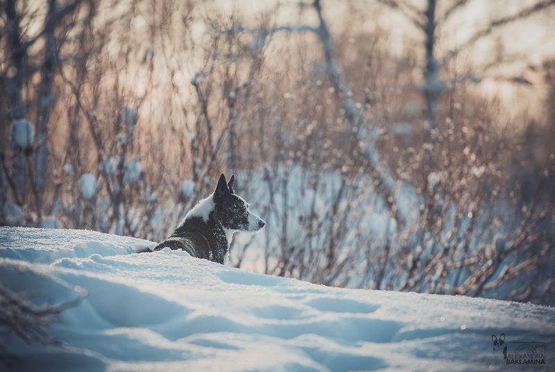 собака, зима, корги Снежный песphoto preview