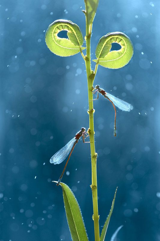 Макро, природа, стрекоза, стрекозы, боке photo preview