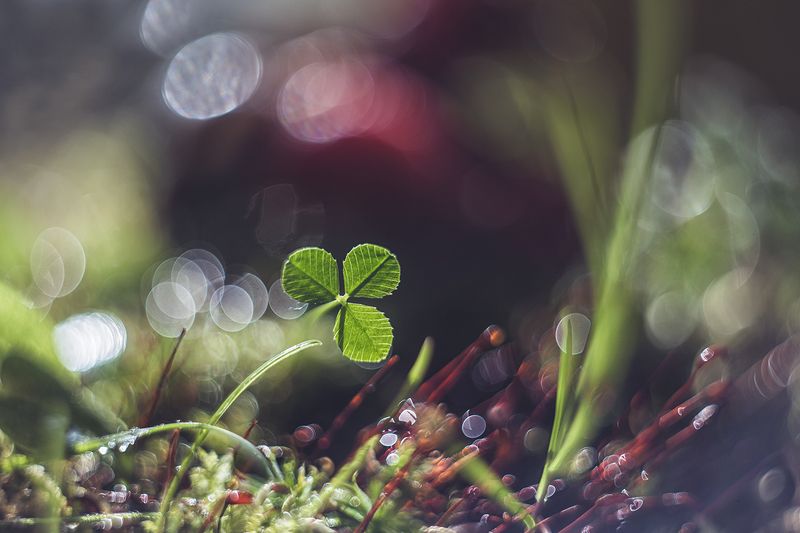 макро, макрофотография, макросъёмка, мох, лес, природа, капли Клеверphoto preview