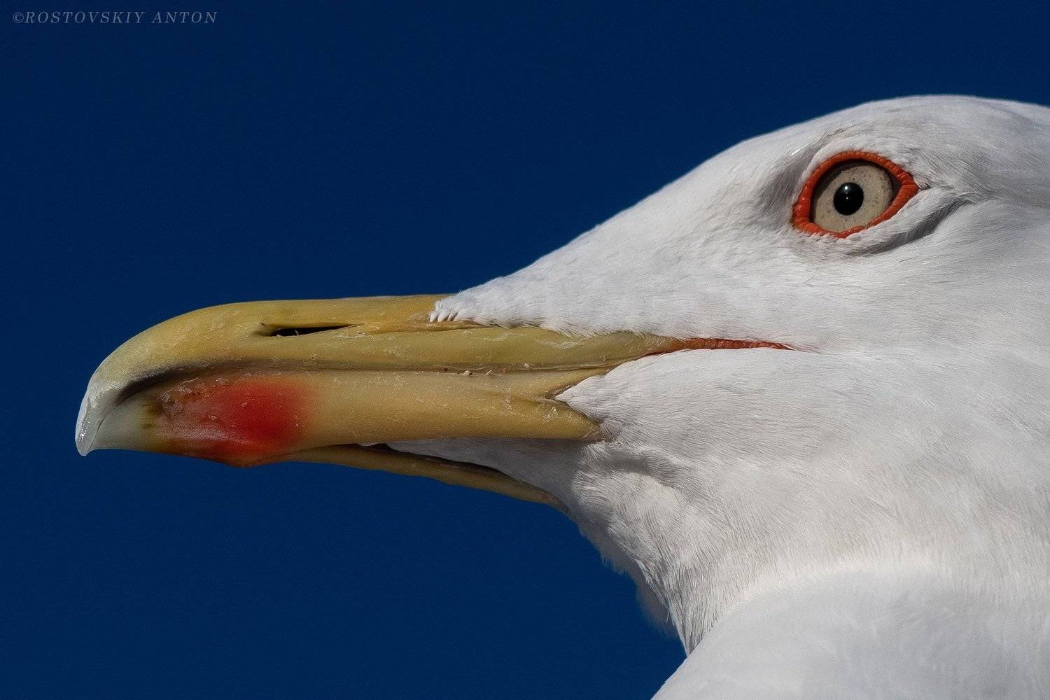 портрет, чайка, птица, фототур,, Антон Ростовский