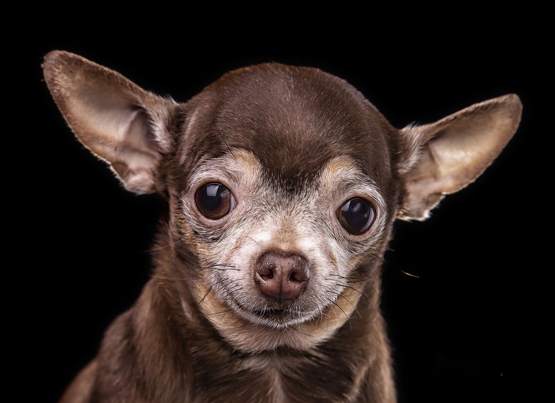 Комнатный мачоphoto preview